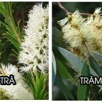 Tác dụng và một số thương hiệu tinh dầu tràm trên thị trường