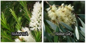 Tác dụng và một số thương hiệu tinh dầu tràm trên thị trường
