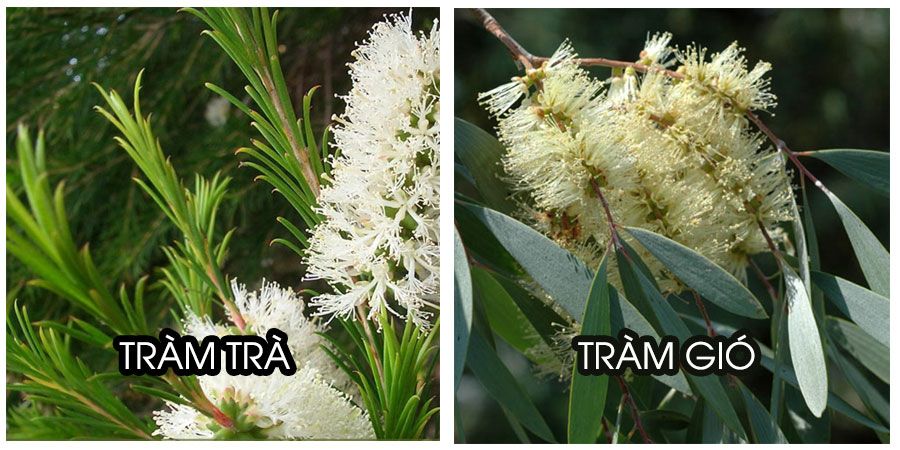 Tác dụng và một số thương hiệu tinh dầu tràm trên thị trường