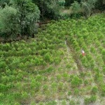 Nghề nấu dầu tràm ở xứ Huế