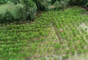 Nghề nấu dầu tràm ở xứ Huế