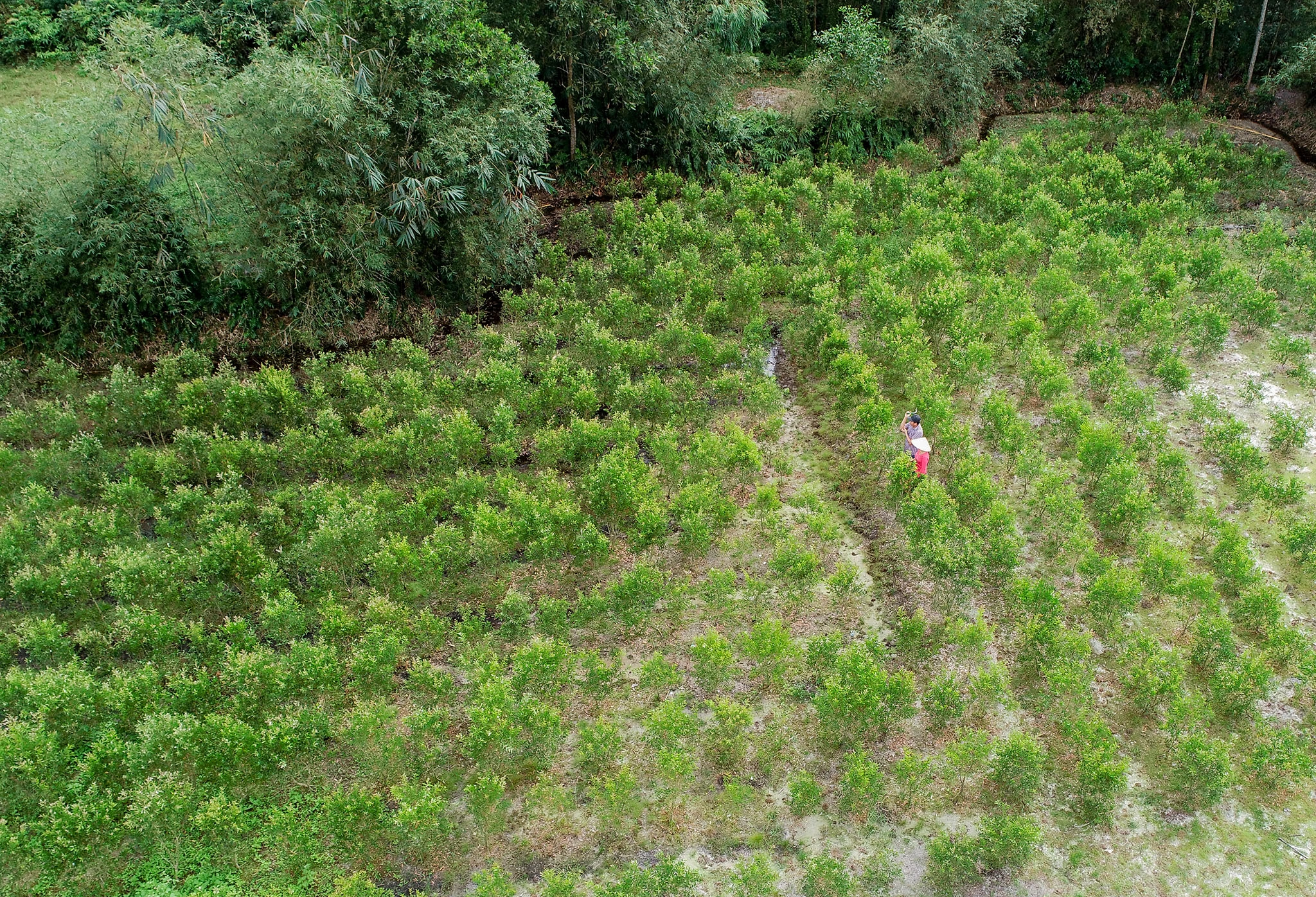 Nghề nấu dầu tràm ở xứ Huế